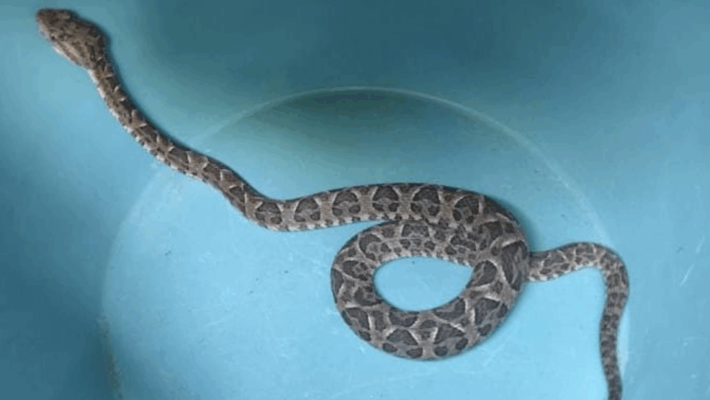 Los policías rescataron el animal y lo liberaron en un descampado alejado de las viviendas.