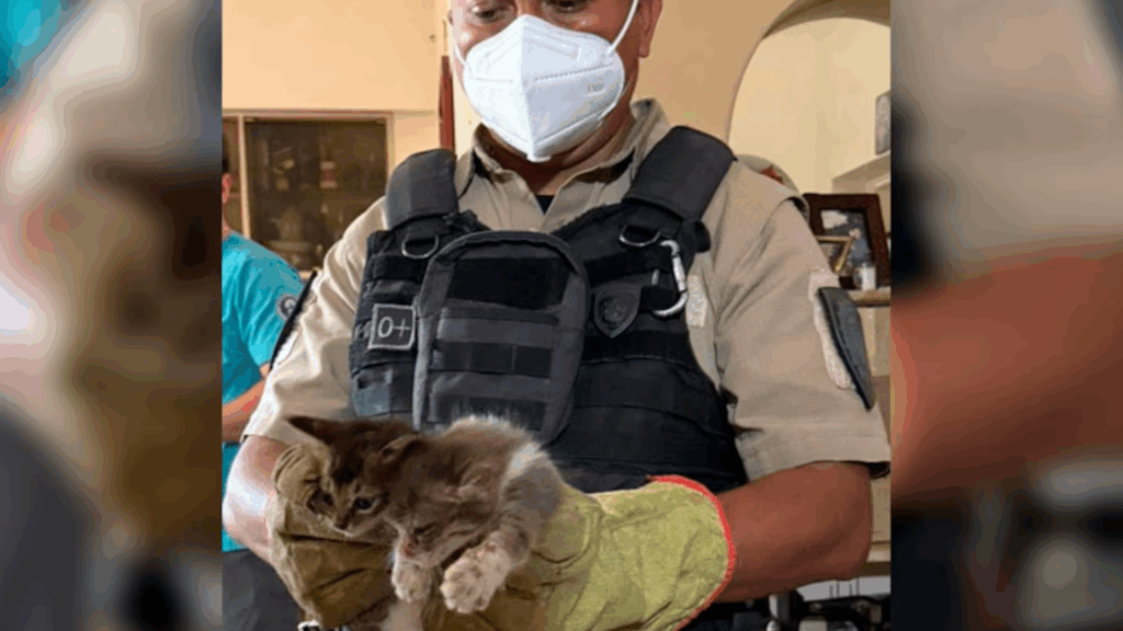 Los animales fueron rescatados tras una denuncia vecinal y trasladados para su atención. La Justicia evalúa sanciones por maltrato animal.