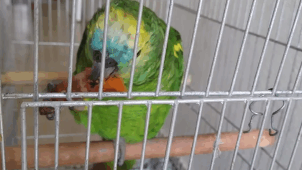 El robo ocurrió en barrio Ameghino Sur. El loro tenía más de 40 años y un enorme valor afectivo para la mujer, ya que imitaba la voz de su esposo fallecido