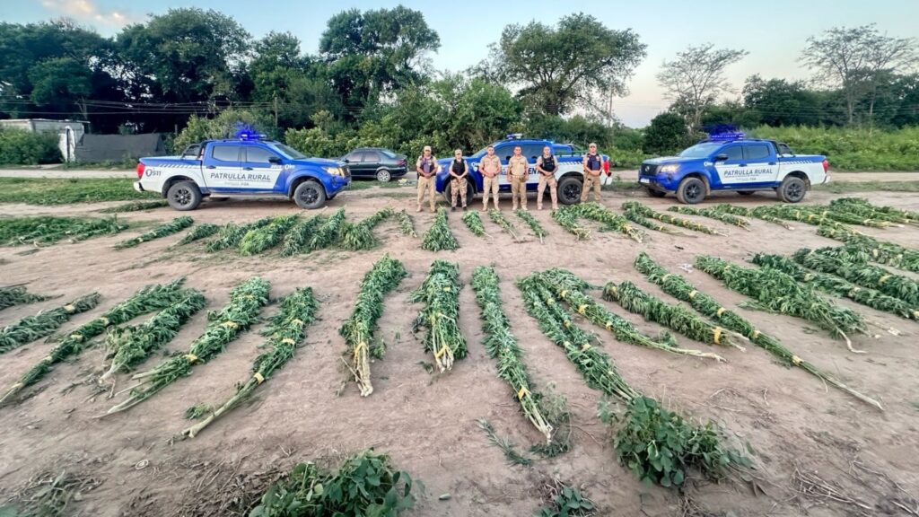 La Patrulla Rural secuestró 48 plantas de gran tamaño en un campo de Mi Esperanza.