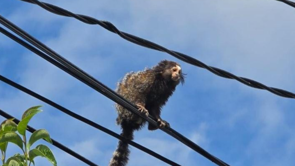 El ejemplar fue hallado en Villa Siburu y trasladado al Parque de la Biodiversidad para su evaluación y cuidado