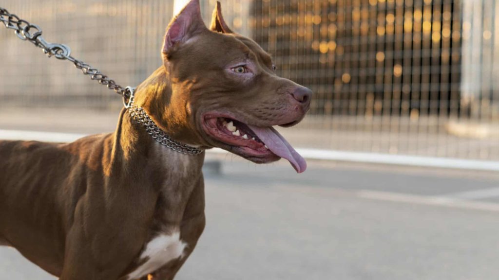Un nene de 6 años fue atacado por un pitbull en barrio Müller y sufrió heridas en el rostro