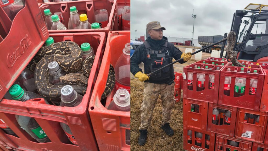 El sorprendente episodio ocurrió en una reconocida empresa ubicada sobre la Ruta Nacional 19. El ejemplar fue rescatado y trasladado al Parque de la Biodiversidad para su evaluación.
