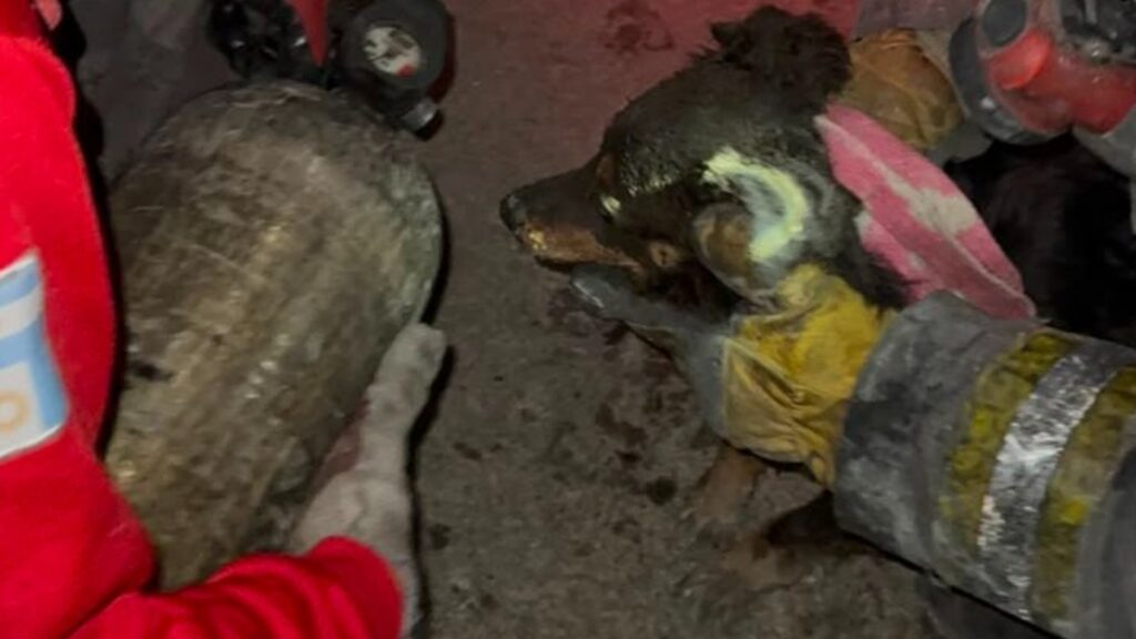 El animal fue salvado por efectivos de la Policía de Córdoba durante un operativo realizado en un edificio de calle 27 de Abril. No hubo personas lesionadas, aunque los daños materiales fueron significativos.