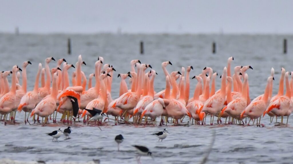 Por qué Mar Chiquita es salada, qué se escondía en la laguna del Cuero y cómo un cerro terminó enamorado de un río. Los relatos con que los pueblos originarios explicaron el paisaje que todavía habitamos.