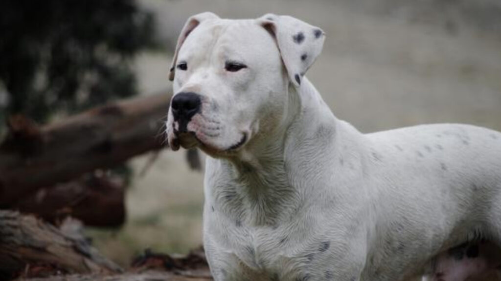 Permanece estable el niño de 2 años atacado por un dogo en Córdoba