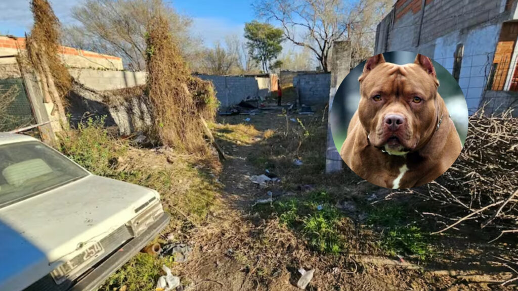 El propietario del animal fue acusado de homicidio culposo y seguirá en libertad. La Fiscalía ordenó una autopsia y continúa tomando testimonios para reconstruir el ataque.